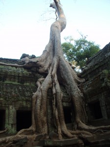 Ta Prohm Temple aka Tomb Raider Temple